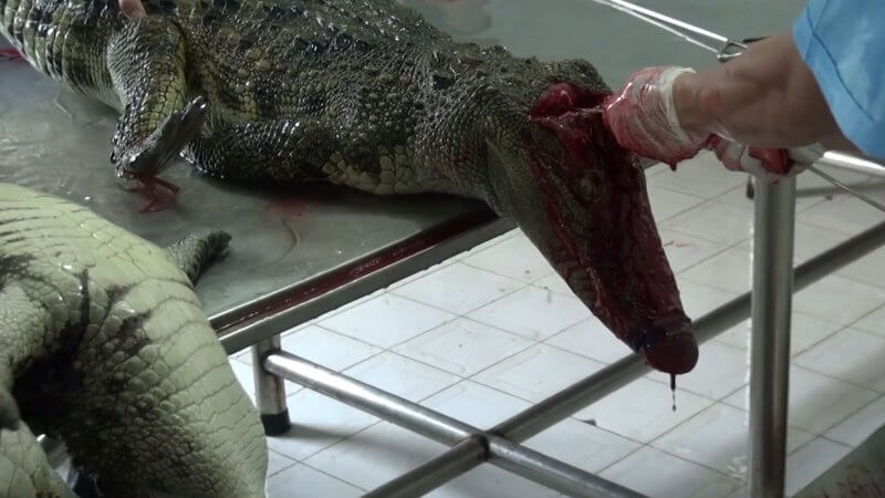 Crocodiles being skinned.