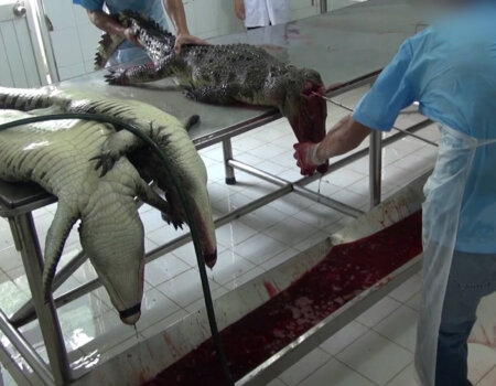 Crocodiles used for skins in Vietnam