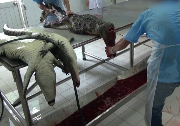 Crocodiles Cut Open, Skinned in Vietnam for Leather Bags
