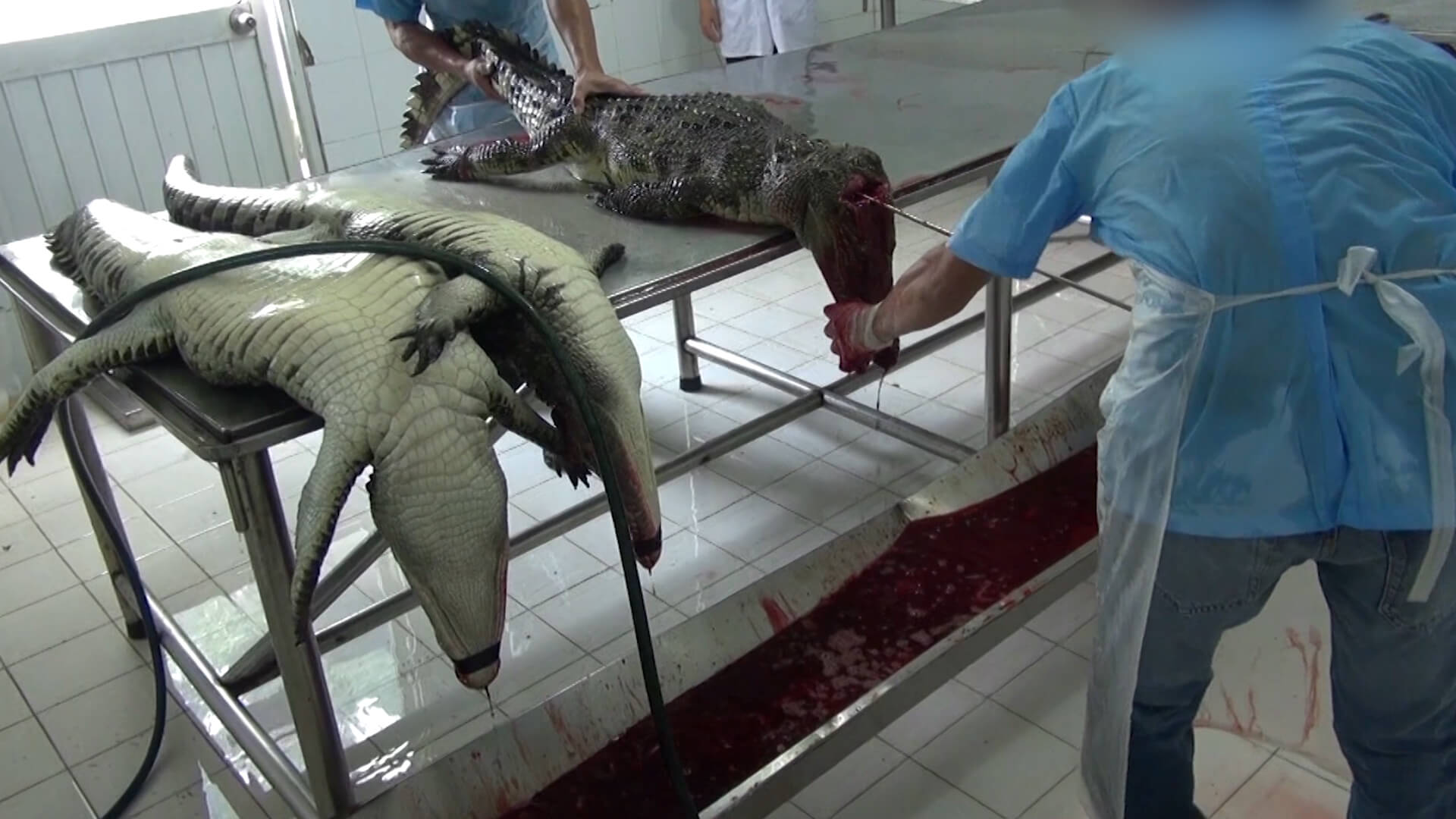 Crocodiles Cut Open, Skinned in Vietnam for Leather Bags