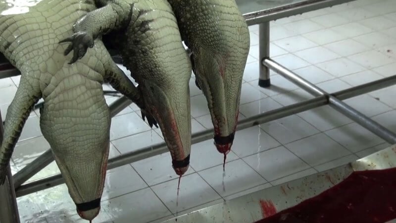Crocodiles skinned in Vietnam