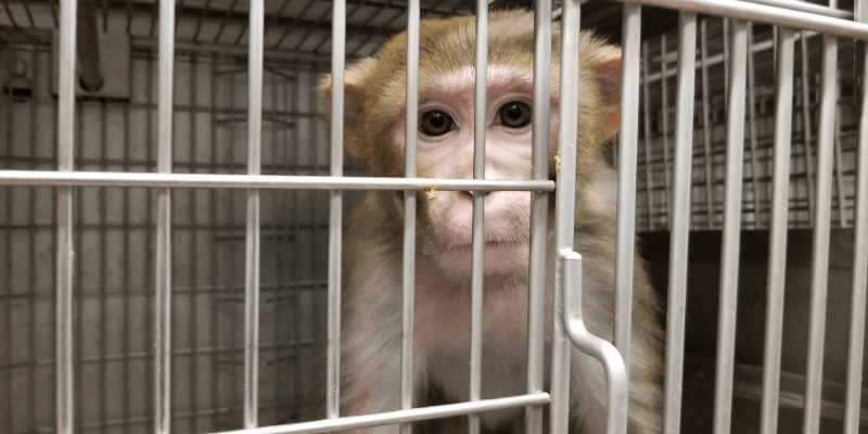 Vegan activist Tash Peterson joins PETA for latest animal rights