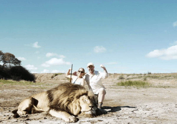 “Leaked Video” Shows Lion Get Revenge on Trophy Hunter