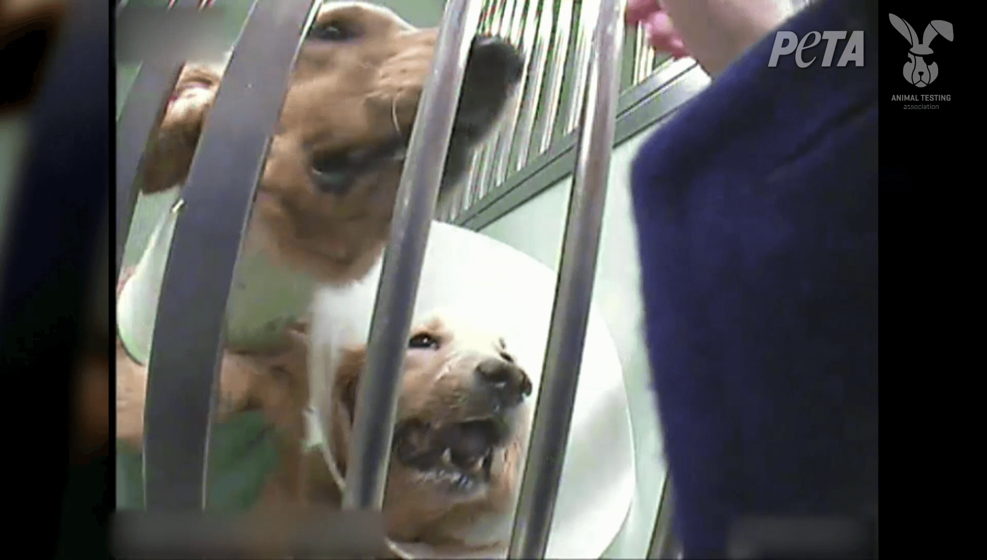 Urge French Charity to Stop Funding Cruel Experiments on Dogs!