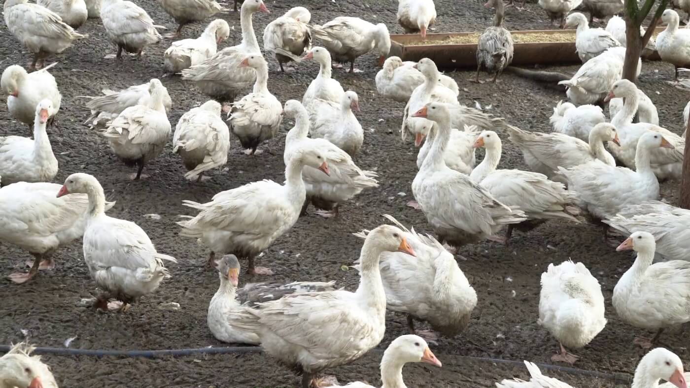 birds in mud