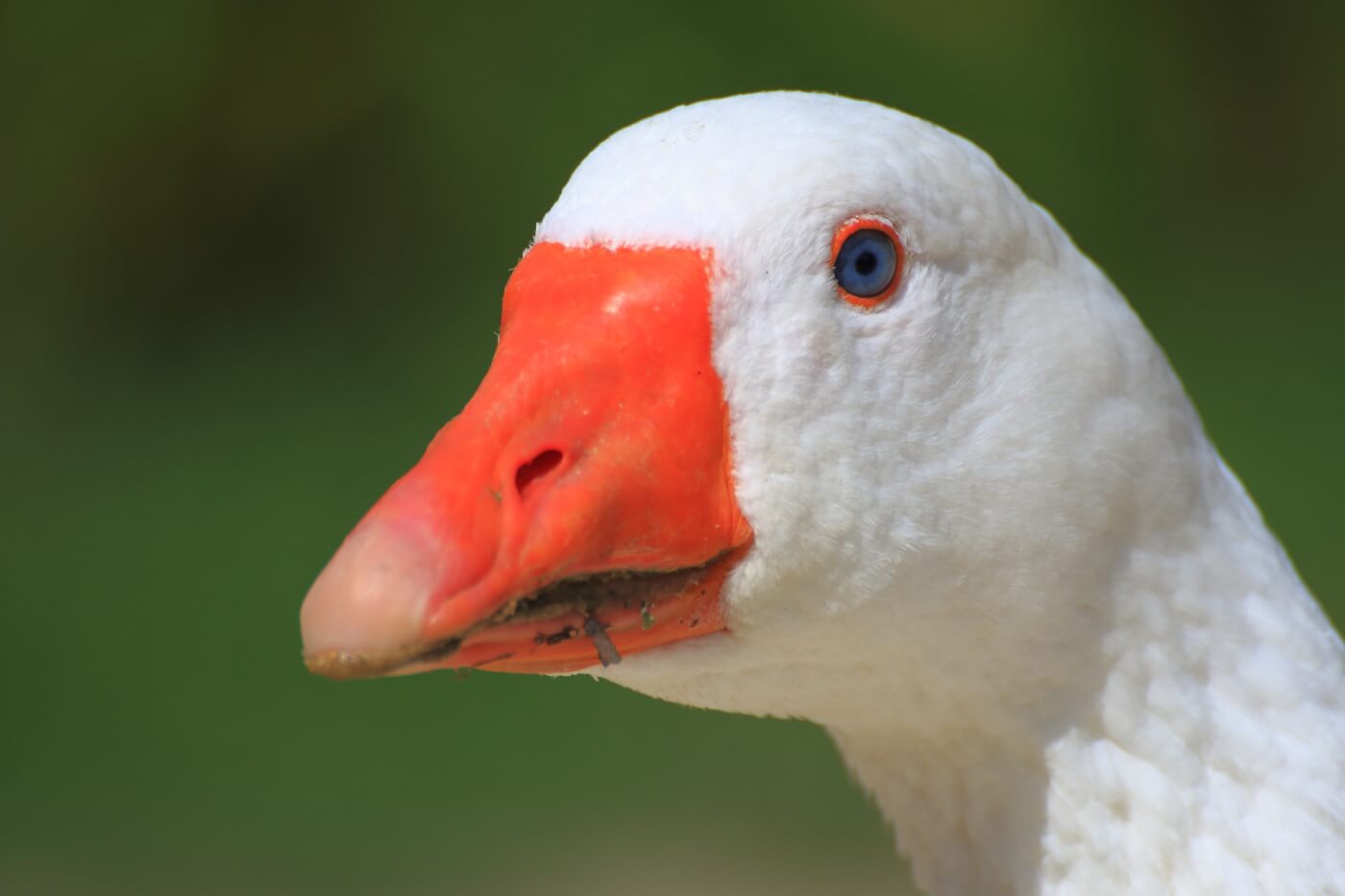 Victory: Vue Group Melbourne Have Said No To Foie Gras!