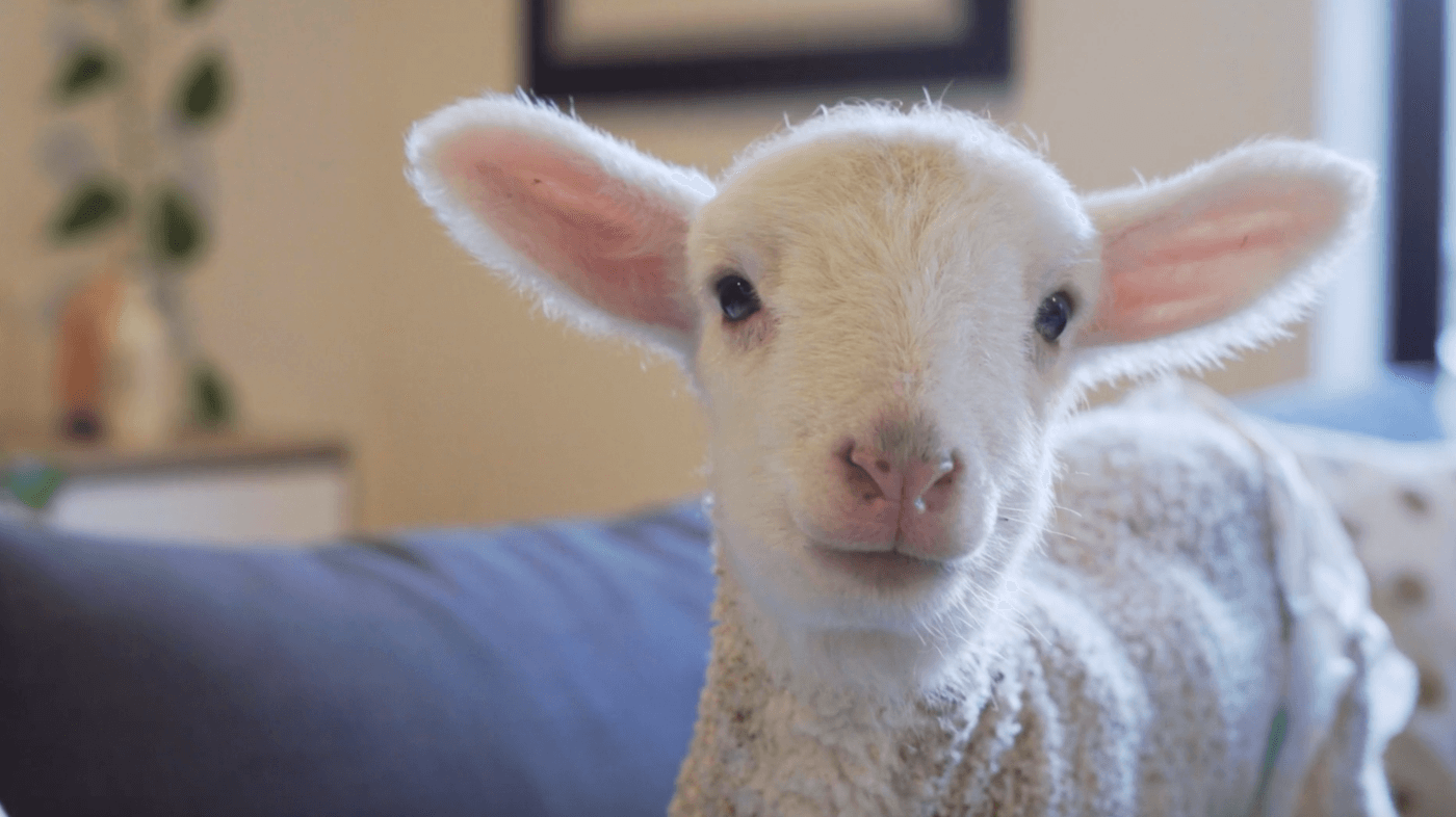 This New Fashion Documentary Will Make You Rethink That Wool Jumper