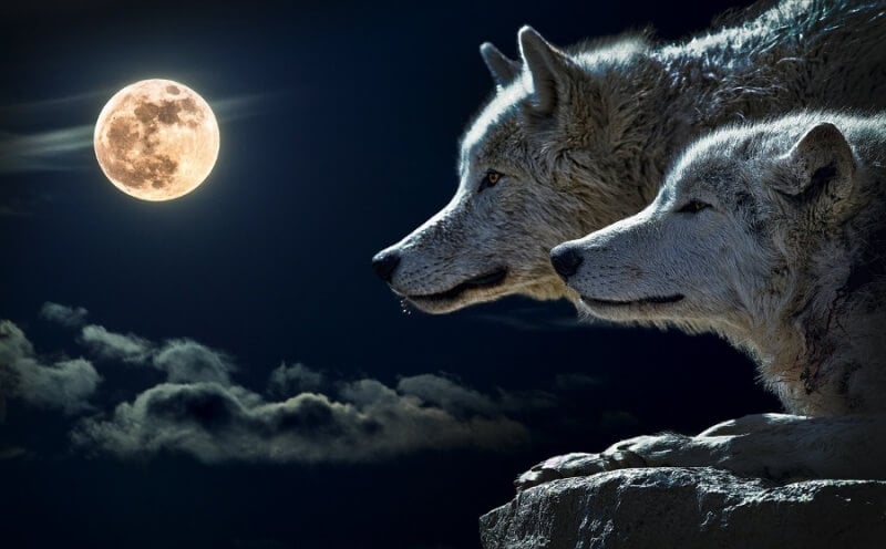 Two wolves and the moon