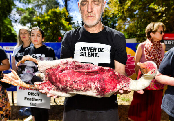 Protesters to WOMADelaide: Ditch Feathers!