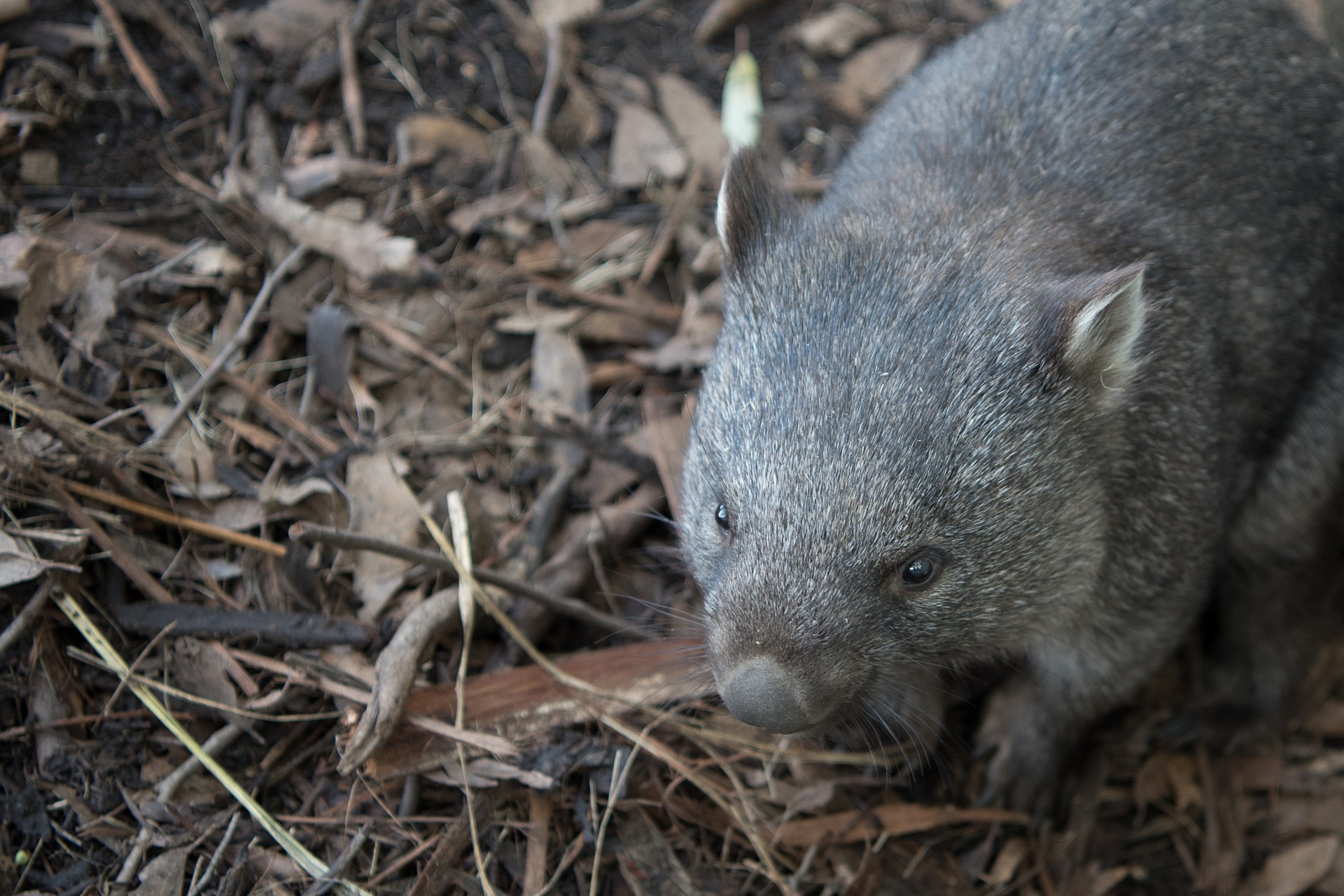 Police Officer Who Stoned Wombat Is Investigated