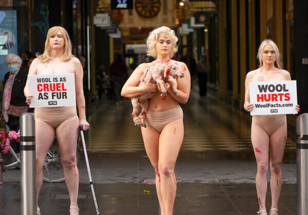 Wool Industry Cruelty Sparks High-Profile Melbourne Protest
