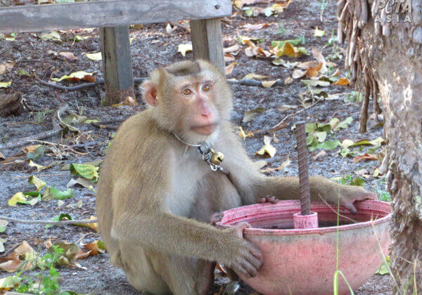 Working monkeys are forced to wear rigid metal collars