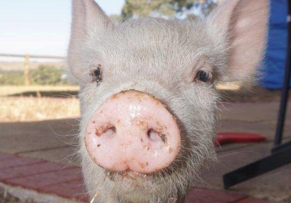 Freedom Hill Sanctuary Pig