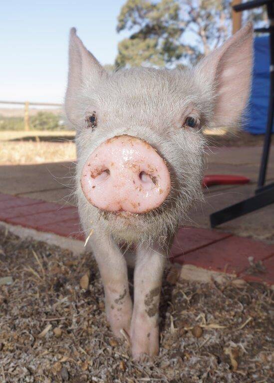 Freedom Hill Sanctuary Pig