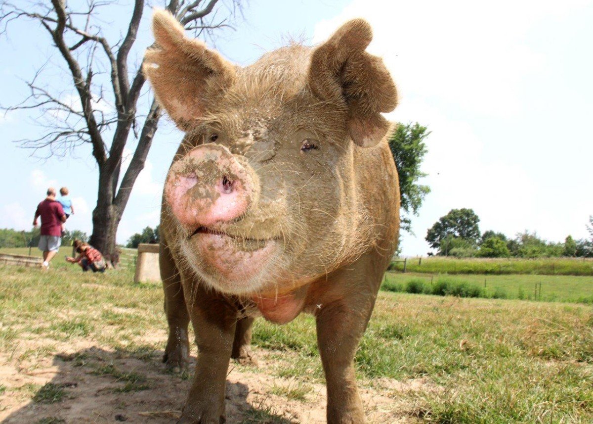 Victory for Pigs in New Zealand!