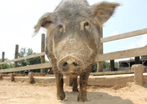 VICTORY! College of Surgeons Pledges to Stop Mutilating Live Animals