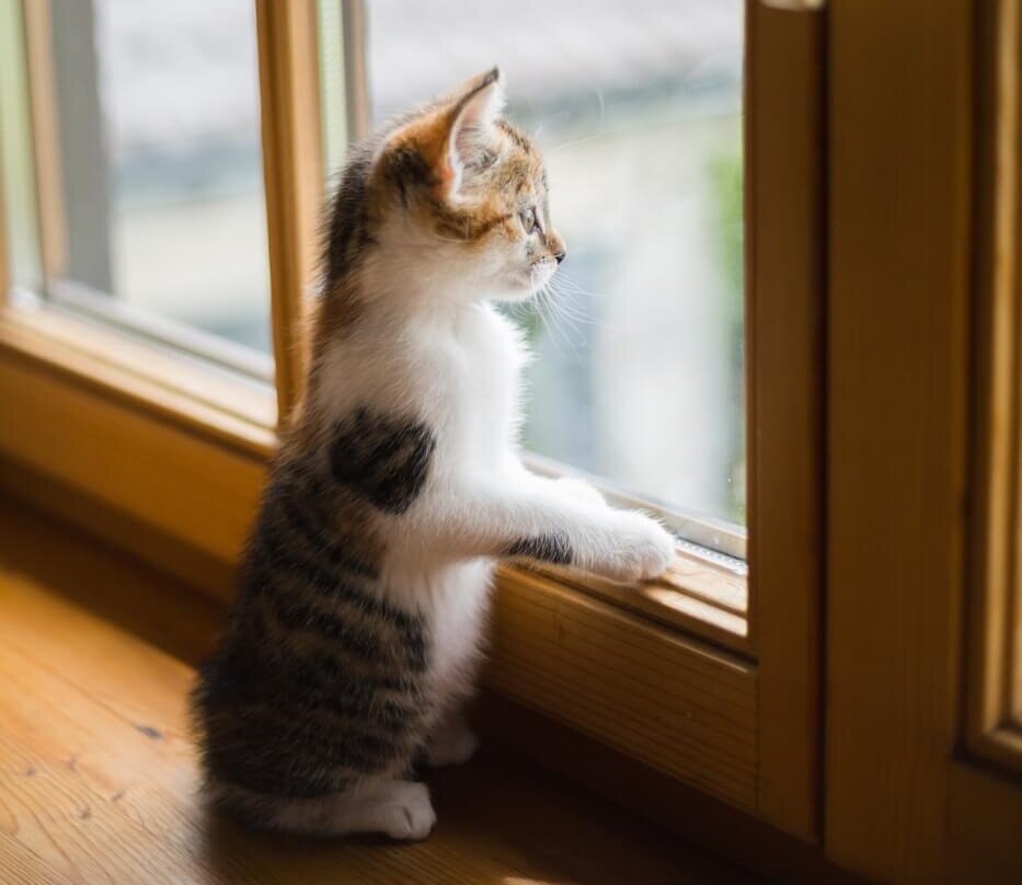 a kitten at a windowsill