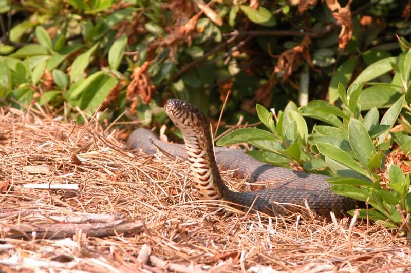 Snakes Are Often Skinned Alive