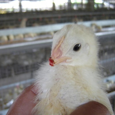 A chick who's beak has been cut.