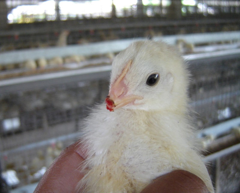 A chick who's beak has been cut.