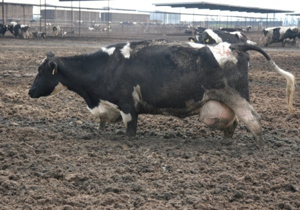 A photo of a dairy cow.