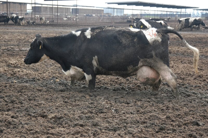 A photo of a dairy cow.