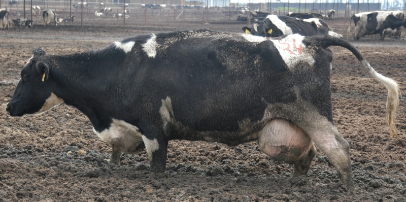 Cows Develop Painful Udder Infections
