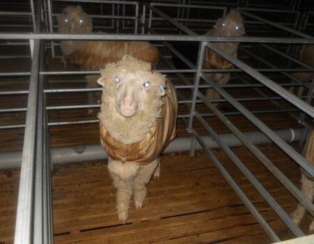 Ultra fine wool