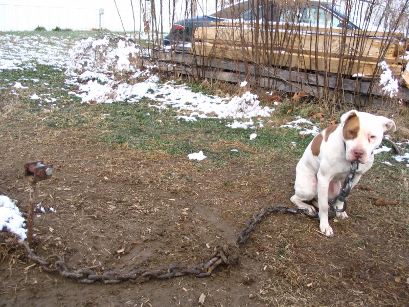 Chaining Dogs Is Cruel